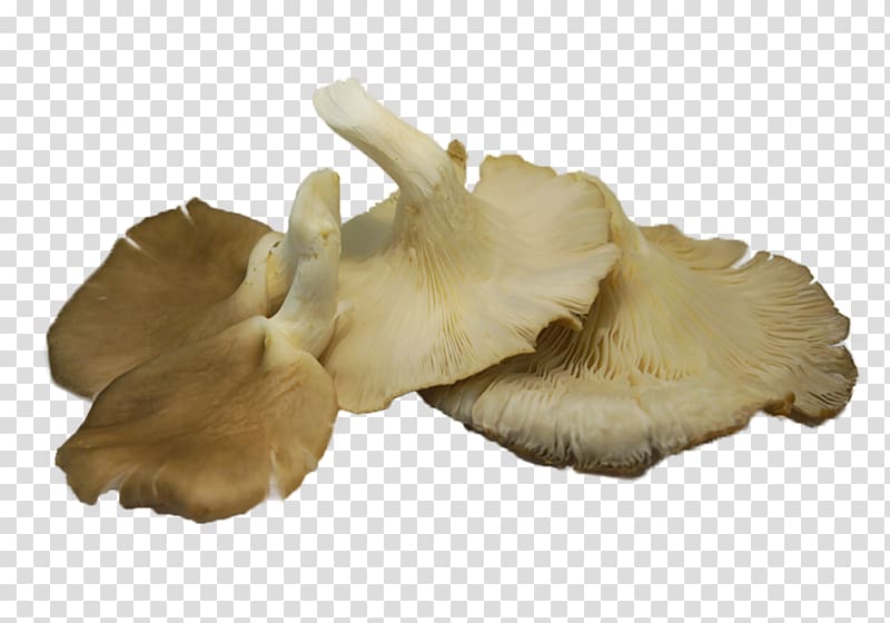 Oyster Mushroom Pleurotus eryngii Edible mushroom, mushroom transparent background PNG clipart
