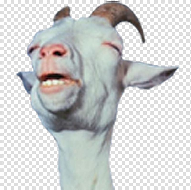 Goat Viral phenomenon Internet meme Zazzle, goats transparent background PNG clipart