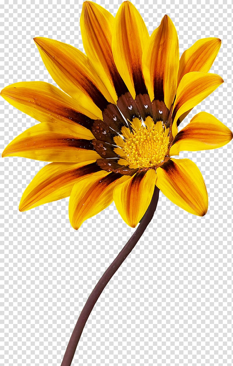 Gazania rigens Common daisy Garden Groundcover Gazania schenckii, Gazania transparent background PNG clipart