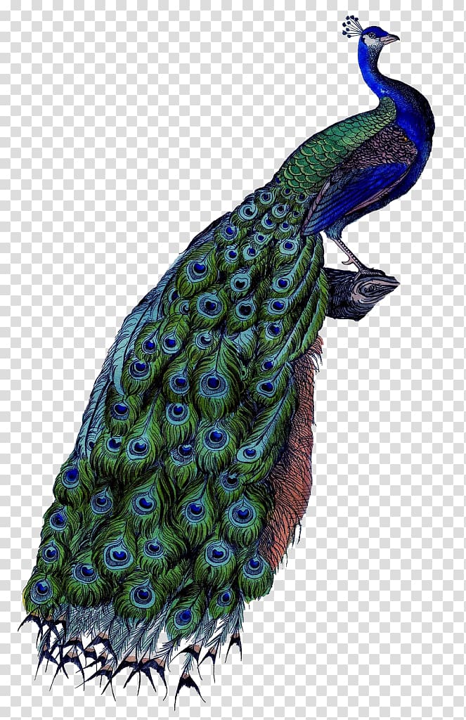 Pavo Coton de Tulear , feather transparent background PNG clipart
