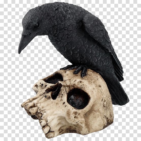 Bird The Raven Skull Common raven Crow family, Bird transparent background PNG clipart