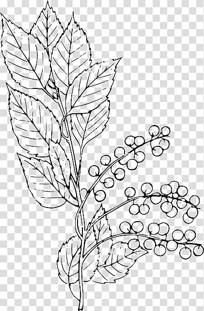 Bitter-berry graphics Line art , berry branch die transparent background PNG clipart