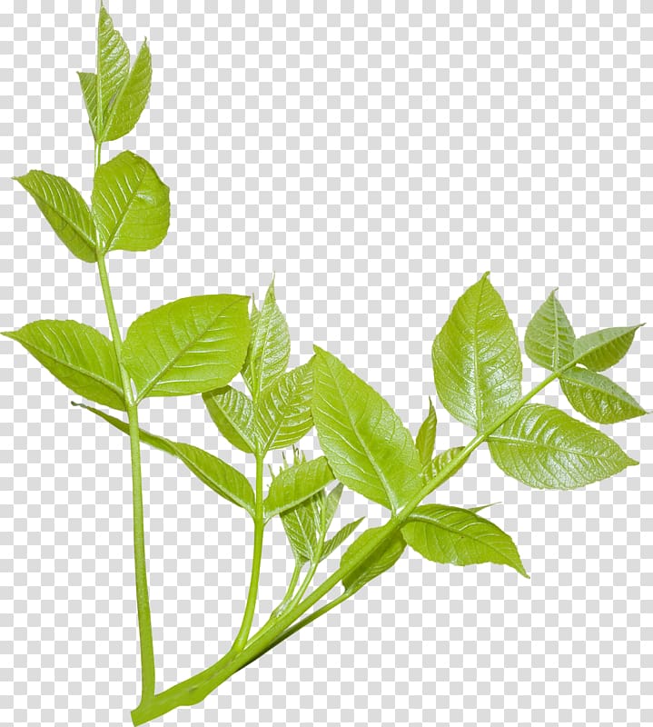 Plant Leaf Branch Tree Strelitzia reginae, plant transparent background PNG clipart