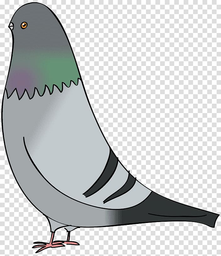 Columbidae Domestic pigeon Bird Drawing , pigeon transparent background PNG clipart