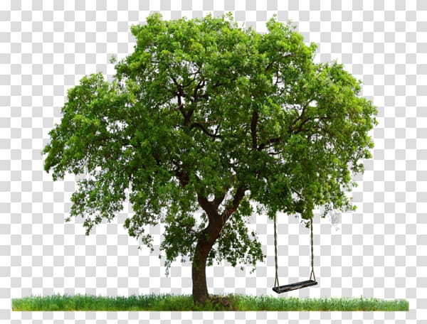 Tree Editing, tree transparent background PNG clipart