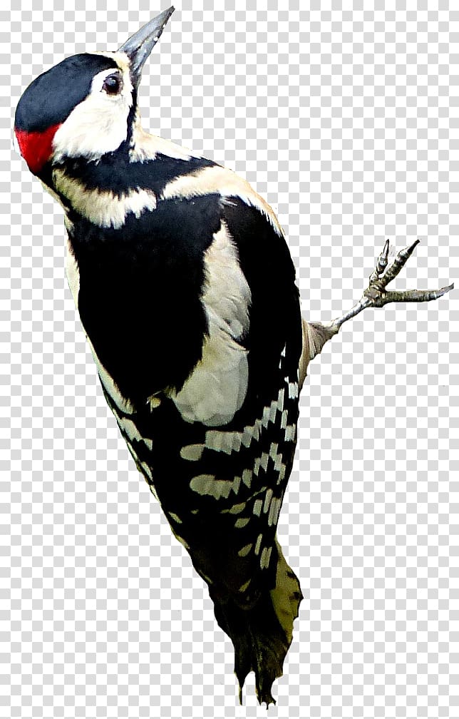Great spotted woodpecker Bird Rock dove Feather, Bird transparent background PNG clipart
