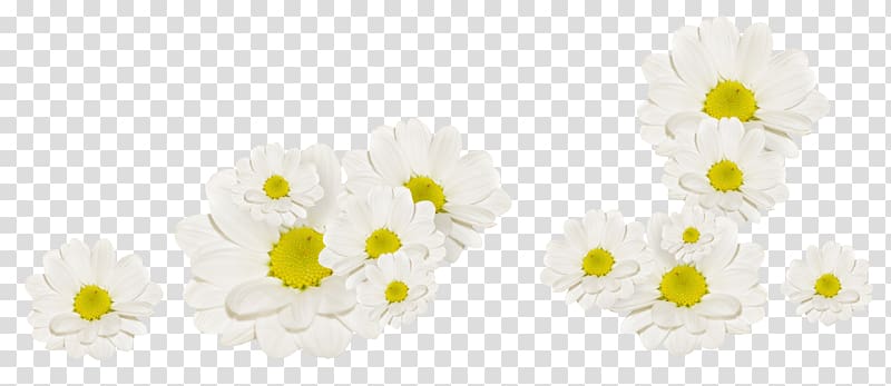 White Flower Fleur blanche, White Chrysanthemum transparent background PNG clipart