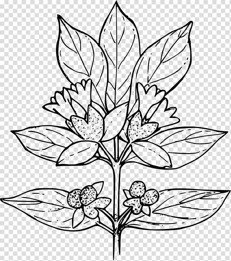 Coloring book Plant Child Shrub, biopharmaceutical color pages transparent background PNG clipart