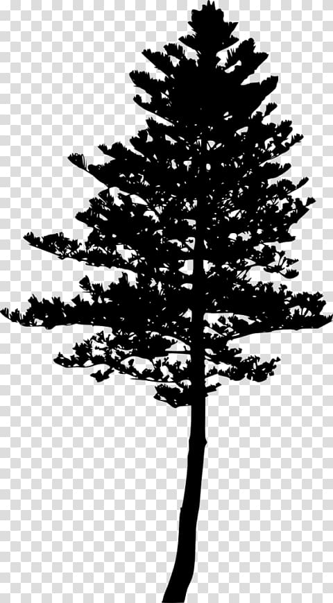 Fir Pine Larch Tree Silhouette, tree transparent background PNG clipart