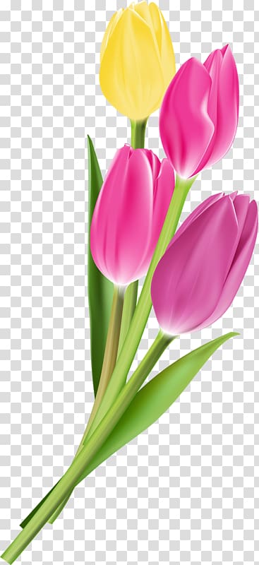 Flower Tulip , Beautiful tulips transparent background PNG clipart