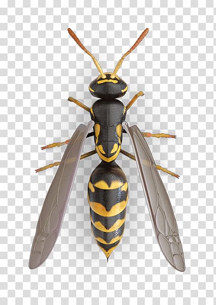 Insect Paper wasp Fly Bee, Wasp Trap transparent background PNG clipart