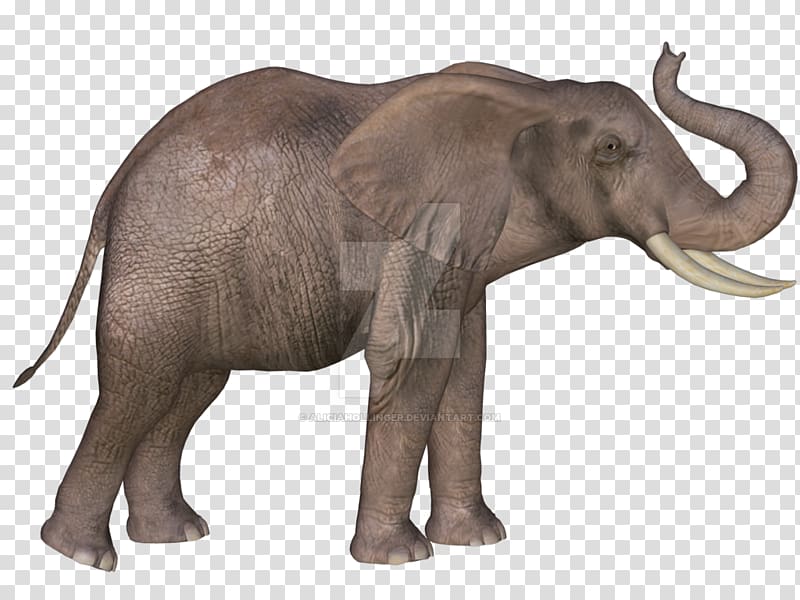 Indian elephant African elephant Mammoth Lakes Tusk Wildlife, 3D Elephant transparent background PNG clipart