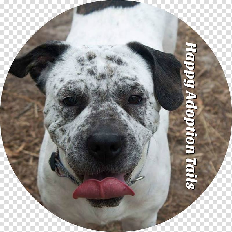 Dog breed American Bulldog Alapaha Blue Blood Bulldog Snout, social rescue transparent background PNG clipart