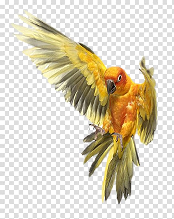 Companion parrot Birdcage Cockatiel, parrot transparent background PNG clipart