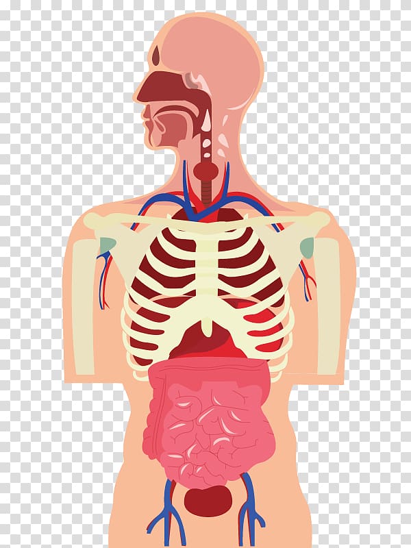 Human body Organ Muscle Cartoon, human body transparent background PNG clipart