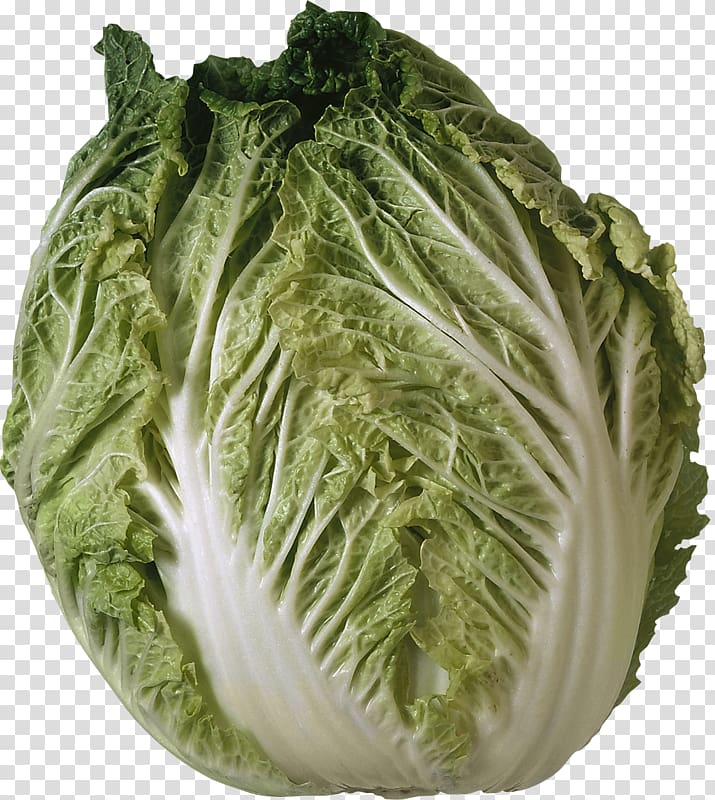 Savoy cabbage Iceberg lettuce Salad Vegetable, lettuce transparent background PNG clipart