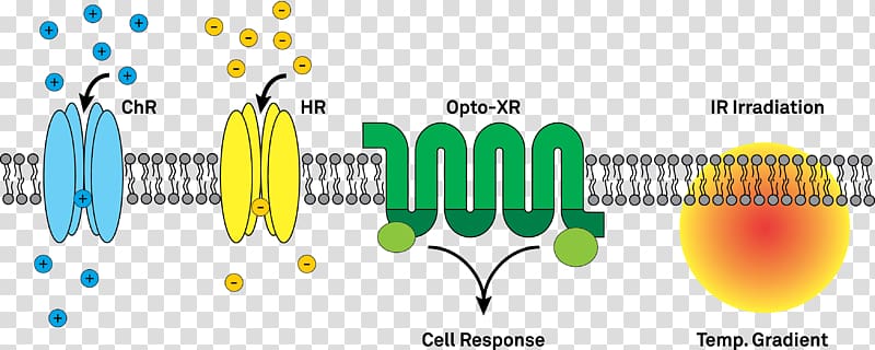 Optogenetics Channelrhodopsin Halorhodopsin Ion channel Optics, others transparent background PNG clipart