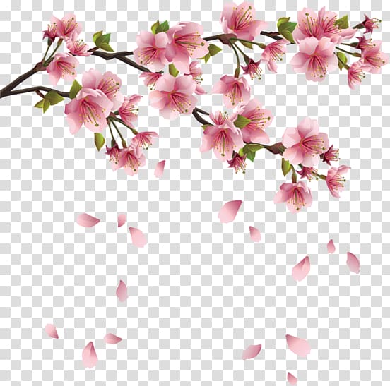 Cherry blossom Flower Petal, cherry blossom transparent background PNG clipart