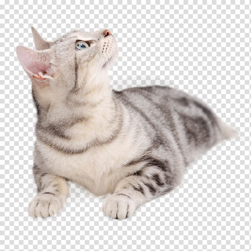 cat looking upward transparent background PNG clipart
