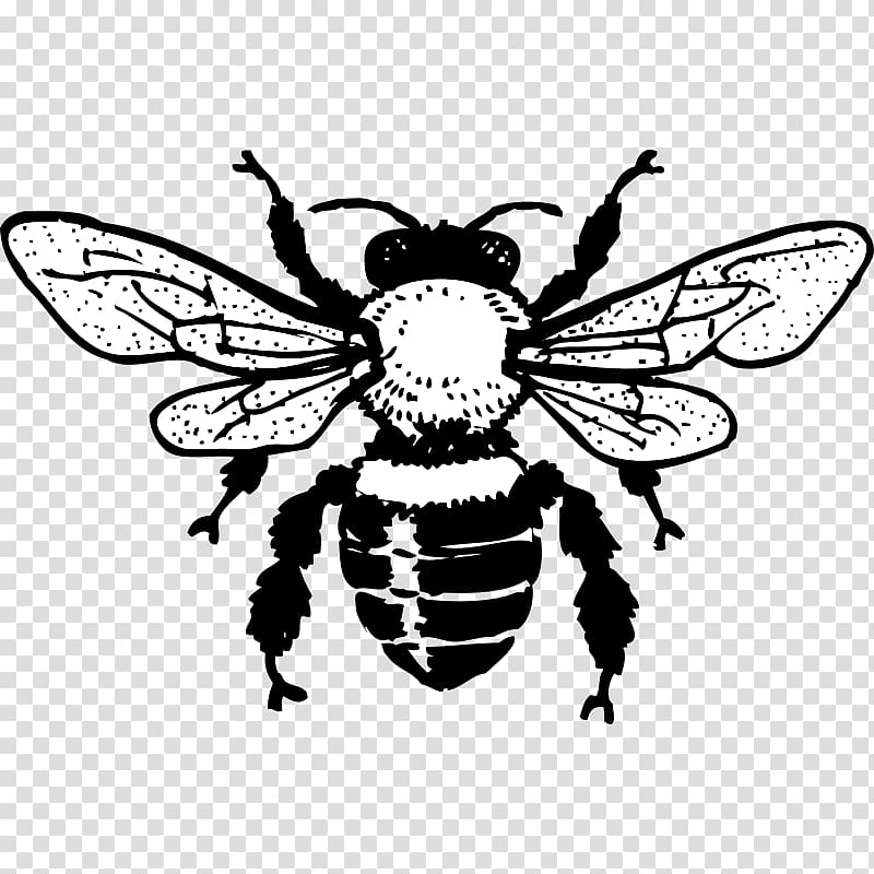 honey bee clipart black and white