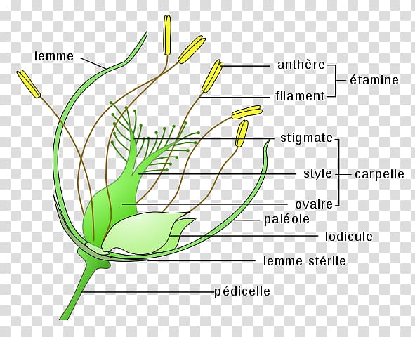 Perianth Flower Pollination Anatomy Ovary, Rice Grains transparent background PNG clipart
