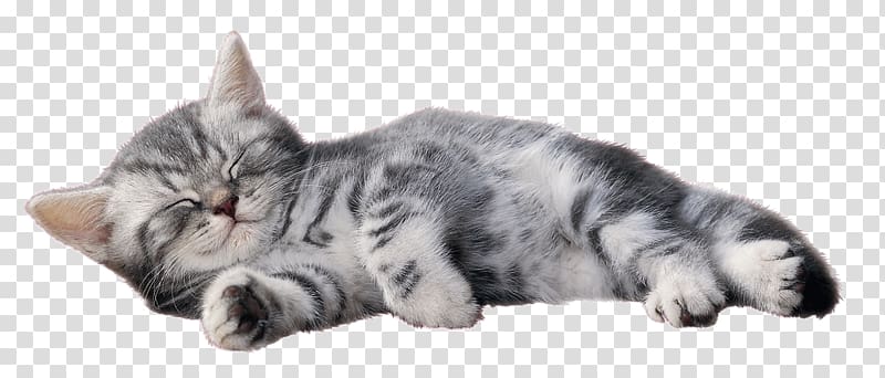 American Shorthair European shorthair Whiskers Maine Coon Kitten, kitten transparent background PNG clipart