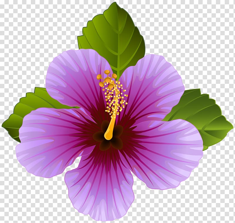 purple hibiscus illustration, Flower Purple , Purple Flower transparent background PNG clipart