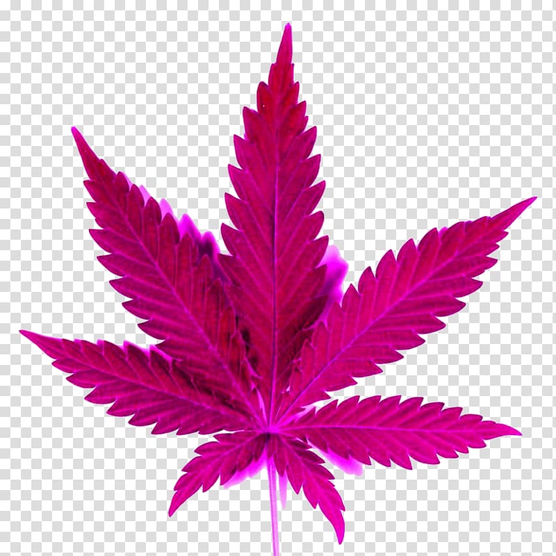 Medical cannabis Cannabis sativa Leaf Joint, cannabis transparent background PNG clipart