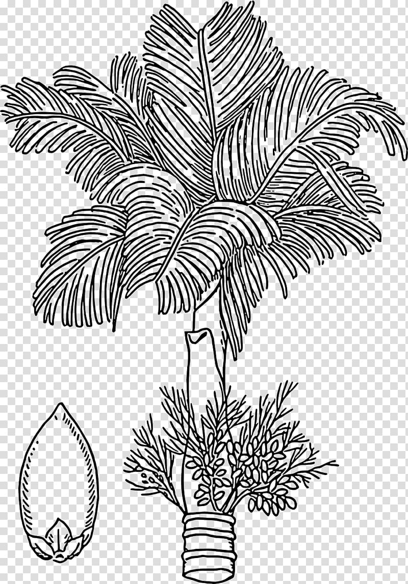 Areca palm Areca nut Drawing Arecaceae, Hops Barley transparent background PNG clipart