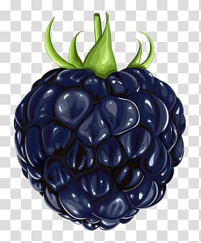 Blackberry transparent background PNG clipart