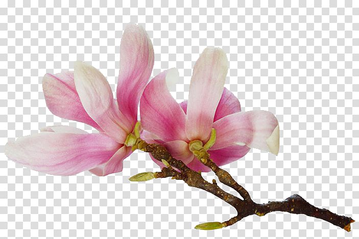 Chinese magnolia Watercolour Flowers Southern magnolia , flower transparent background PNG clipart