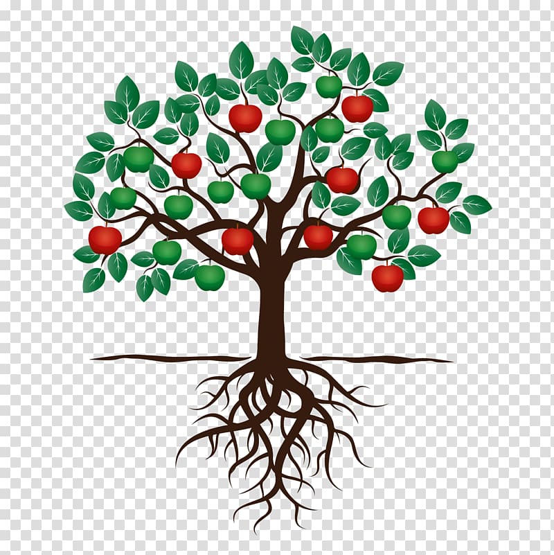 Fruit tree Drawing Apple Root, tree transparent background PNG clipart