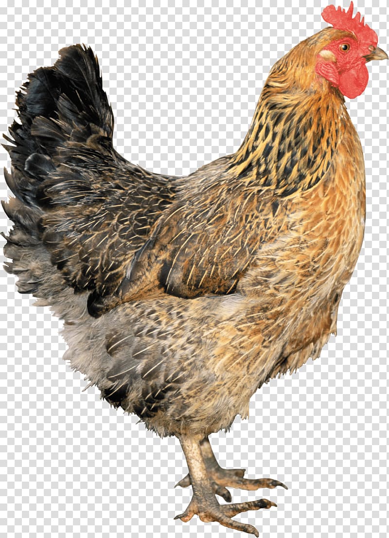 black and brown hen, Brown Chicken transparent background PNG clipart