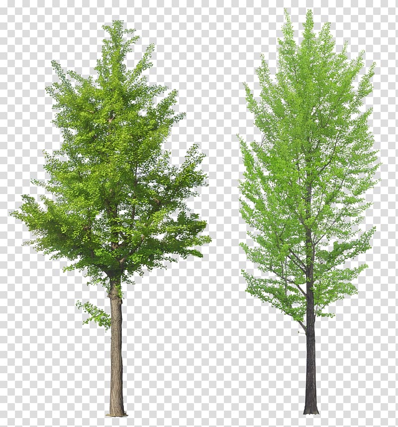 Tree, tree transparent background PNG clipart