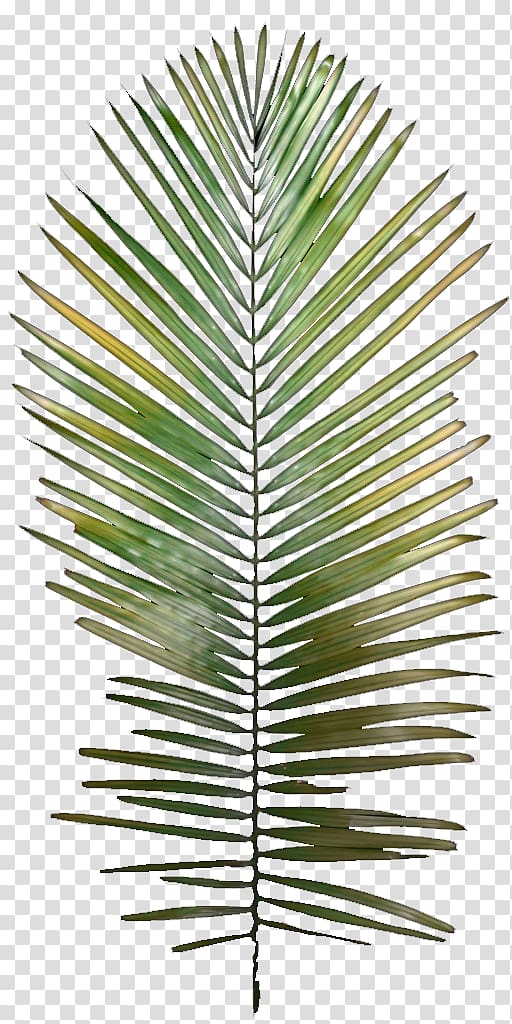 green palm leaf, Leaf Tree Arecaceae Plant stem, palm leaves transparent background PNG clipart