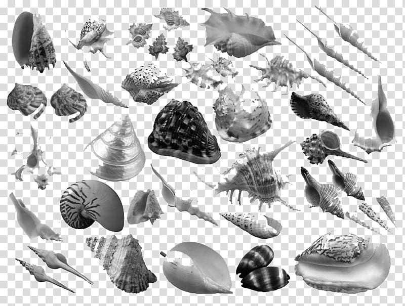 Ink brush Conch, shell transparent background PNG clipart