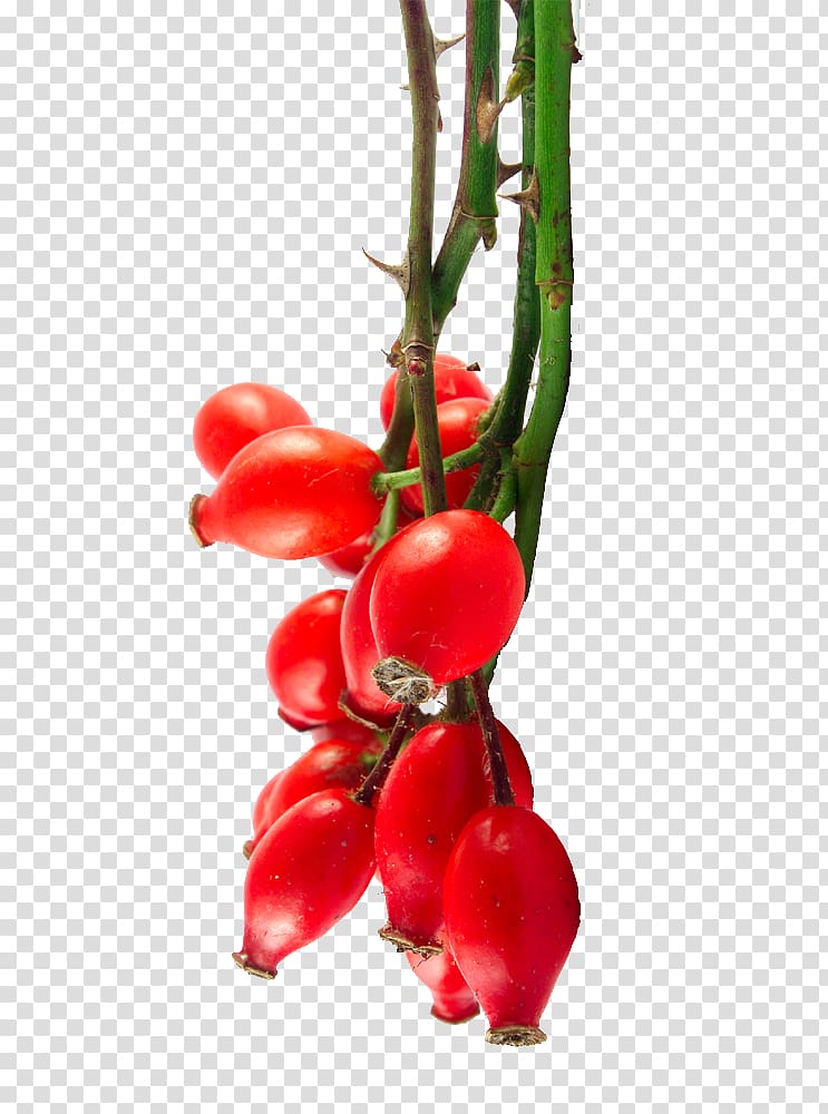 Rose hip seed oil Bush tomato Organic food, rosehips transparent background PNG clipart