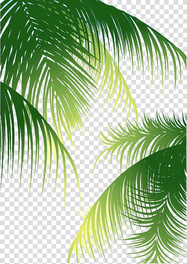 Coconut Arecaceae Euclidean , Green palm leaves background, green leafed plants transparent background PNG clipart
