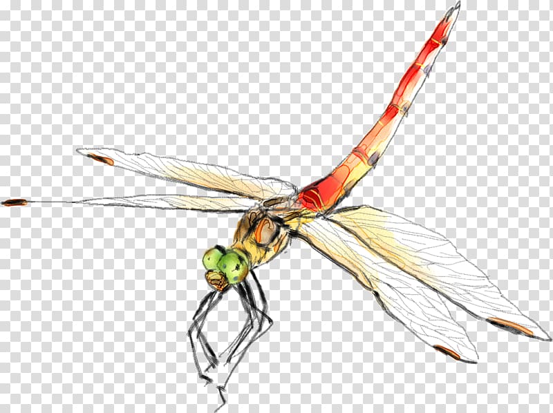Insect Dragonfly Graphic design, dragonfly transparent background PNG clipart