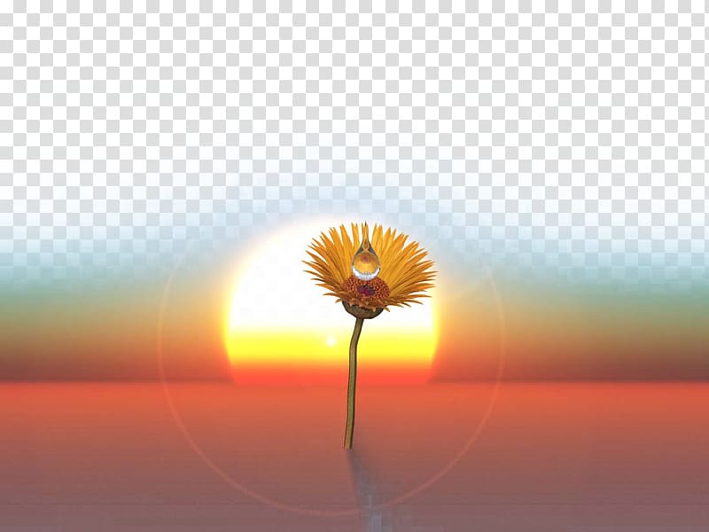 Transvaal daisy Energy Sunlight Sky , Beautiful desert transparent background PNG clipart