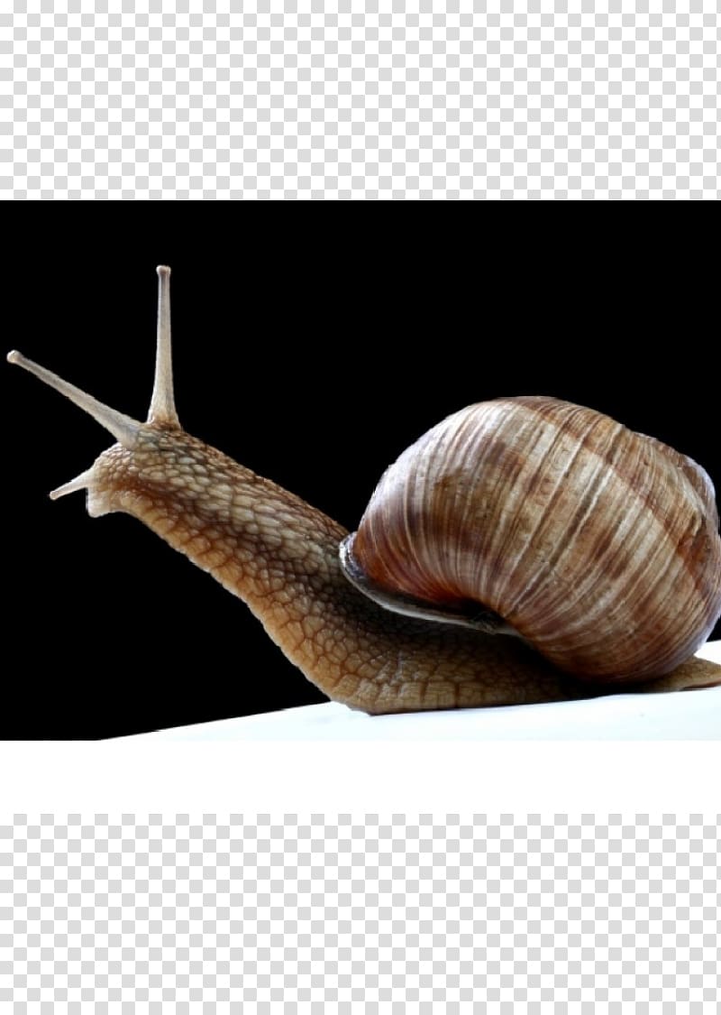 Sea snail Schnecken Conchology, Snail transparent background PNG clipart