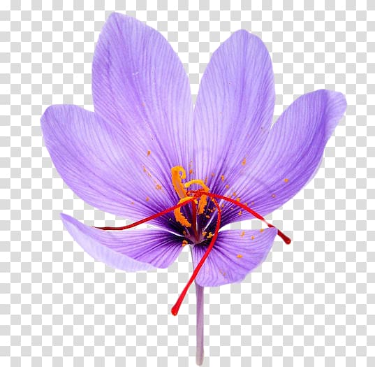 purple saffron crocus flower illustration, Saffron Iranian cuisine Flower Spice Crocus, crocus transparent background PNG clipart