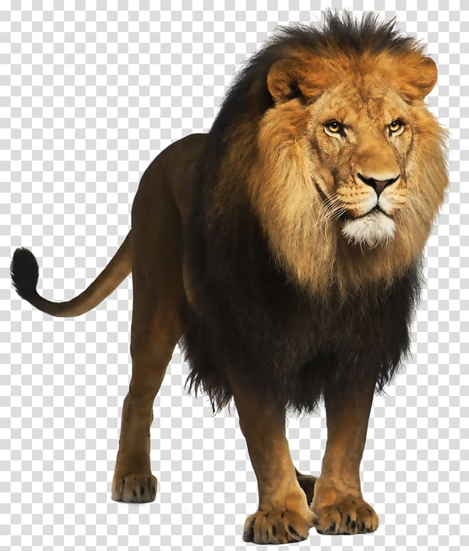 Lion Computer file, Lion , brown lion transparent background PNG clipart