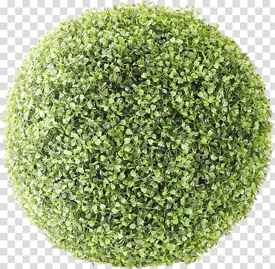 round bush transparent background PNG clipart