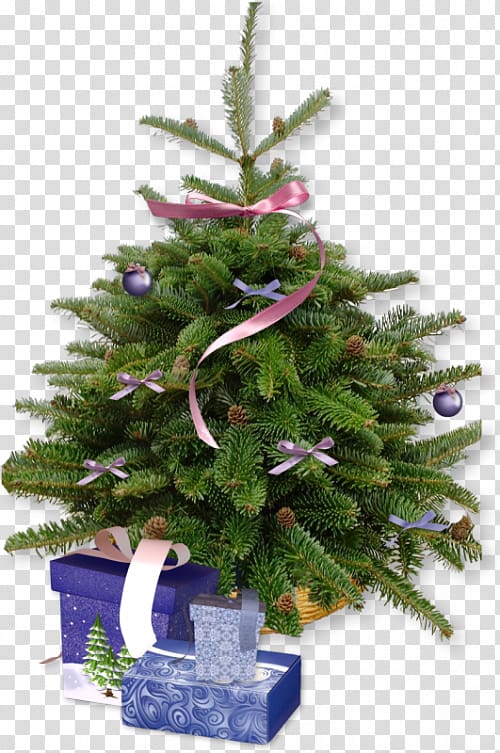 Christmas tree cultivation Pine, Real Christmas Tree transparent background PNG clipart