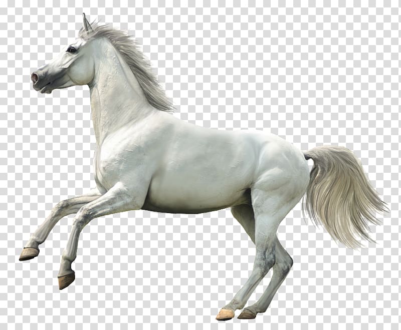 timelapsed of a running white horse, Howrse Horse Animal Rendering, Whitehorse transparent background PNG clipart