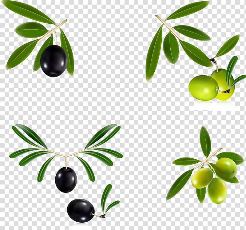 Olive oil Olive leaf Olive wreath, Fresh olive branch transparent background PNG clipart