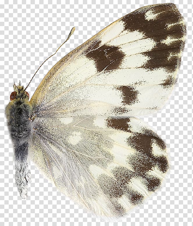 Brush-footed butterflies Pieridae Gossamer-winged butterflies Moth Butterfly, butterfly transparent background PNG clipart