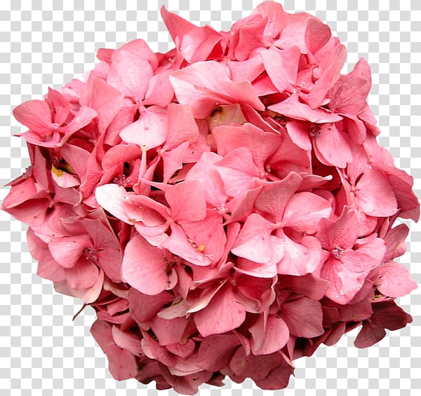 Hydrangea Pink Flower bouquet Petal, Pink leaves transparent background PNG clipart