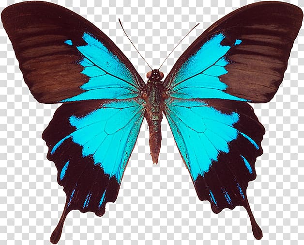 Ulysses butterfly Black swallowtail Swallowtail butterfly Old world swallowtail, butterfly transparent background PNG clipart